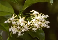 Hoya multiflora (Hoya multiflora) plant