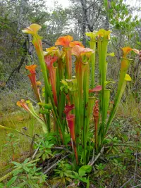green pitcherplant