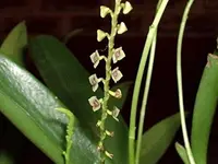silvery stelis
