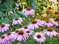 blacksamson echinacea