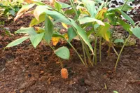 shampoo ginger (Zingiber zerumbet) plant