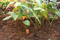 shampoo ginger (Zingiber zerumbet) plant