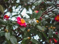 Camellia sasanqua