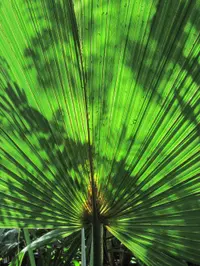 dwarf palmetto