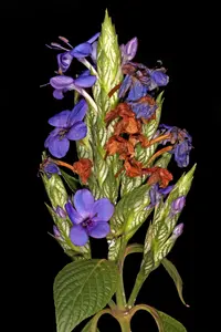 blue-sage