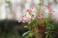 Lopezia racemosa flower