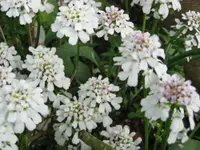 Evergreen candytuft