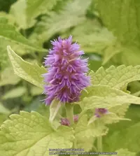 Anise Hyssop