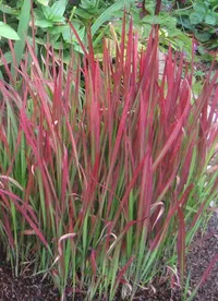 cogongrass