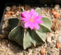 Aztekium hintonii (Aztekium hintonii) plant
