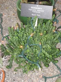Columnar Peperomia (Peperomia columella) plant