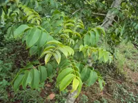 amberella