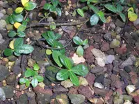 Ficus vaccinioides (Ficus vaccinioides) plant