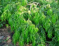 Podocarpus matudae