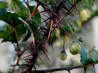 five-minute plant (Solanum atropurpureum) plant
