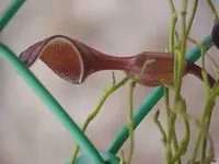 Florida dutchman's pipe