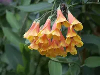 trailing lily