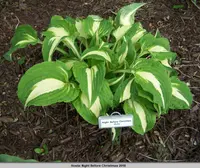 Hosta