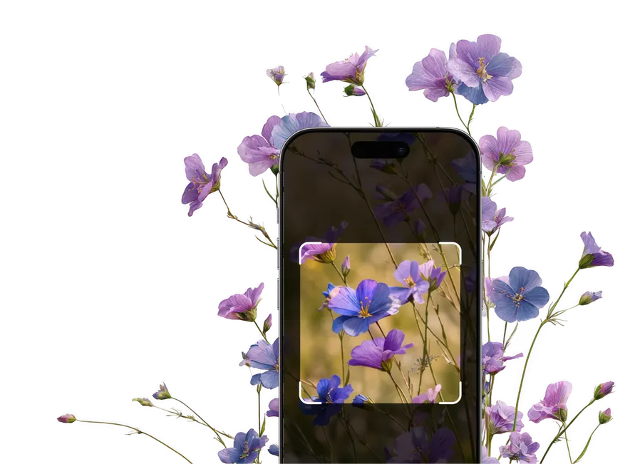 Wildflower Identification – Hero