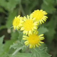 Andryala glandulosa
