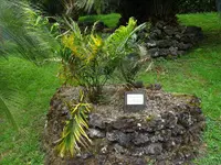 Pineapple Zamia (Macrozamia lucida) plant