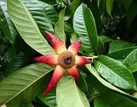 Large-flowered Uvaria