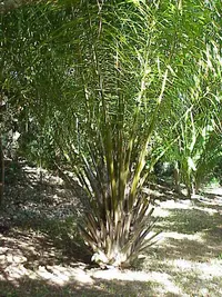 African oil palm