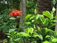Chinese Ixora