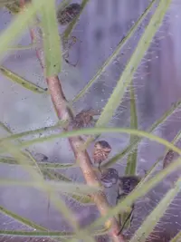 Fly Bush