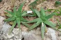 Aloe ellenbeckii