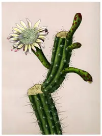 Praecereus euchlorus