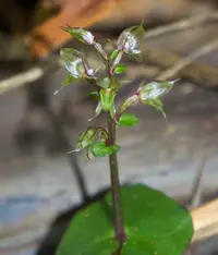 Pixie cap