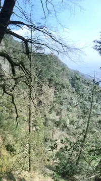 Chinese golden-larch (Pseudolarix amabilis) plant