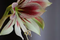 butterfly amaryllis