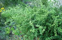 Redstem Asparagus