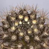 Eriosyce taltalensis