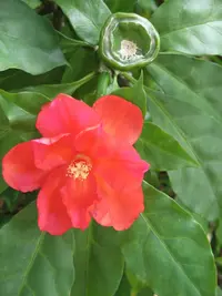 Rose Cactus