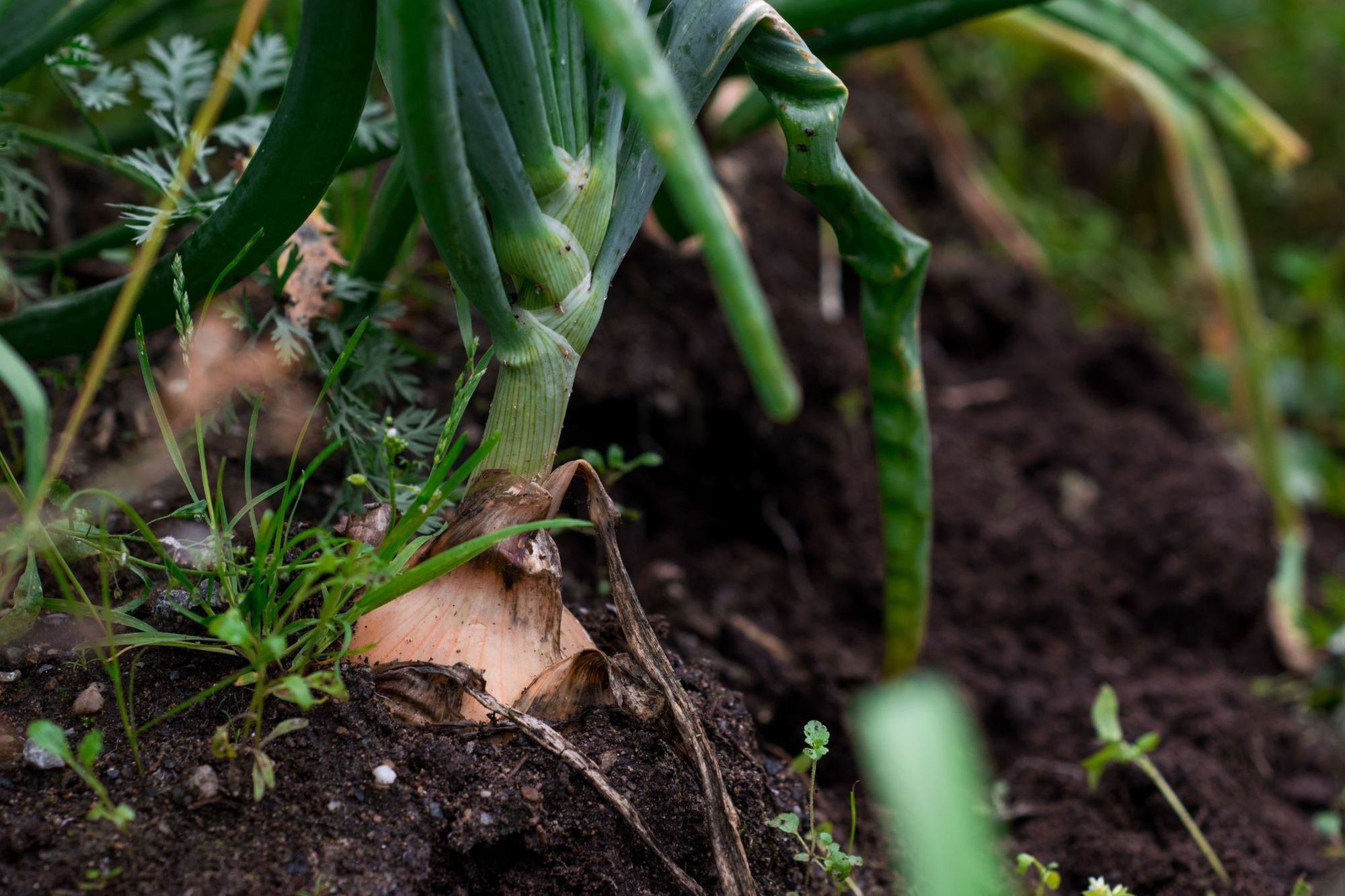 Onions