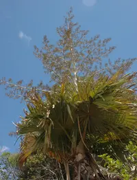 Dimaka