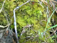 delicate thuidium moss