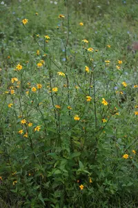 Aldama dentata