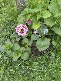 Bigleaf Hydrangea photo by a Botan App user