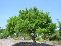 Carob Tree (Ceratonia siliqua) plant