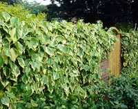 Persian Ivy (Hedera colchica 'Dentata Variegata') plant