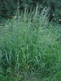 tall oatgrass