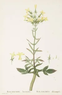 Christmastree plant (Kalanchoe laciniata) plant