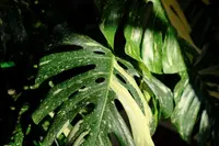 Monstera deliciosa 'Thai Constellation' leaves
