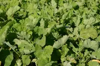 Brassica oleracea var. ramosa leaves