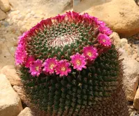 Mammillaria mystax