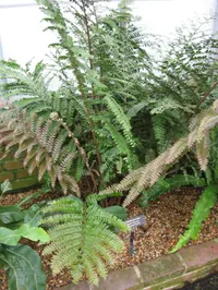 Cloak Fern
